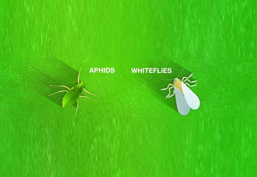 BASF aphids whiteflies