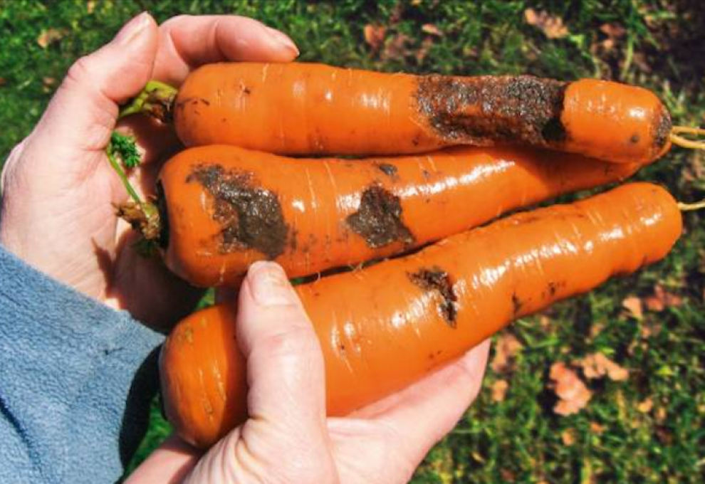 Carrot damage