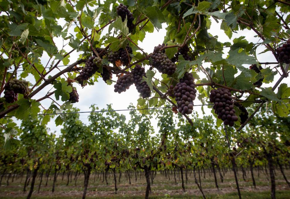 Prism SG herbicide grapes