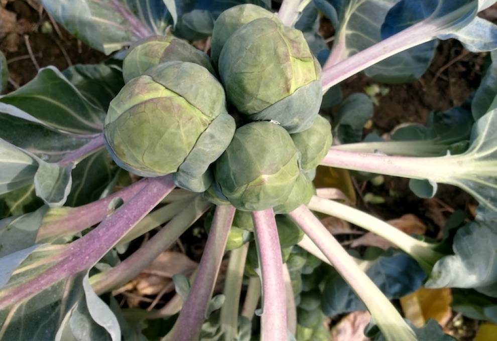 Reason fungicide Brussels sprouts