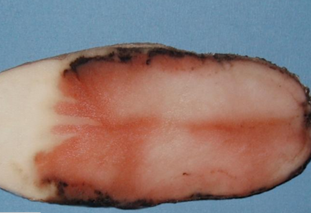 Revus pink rot