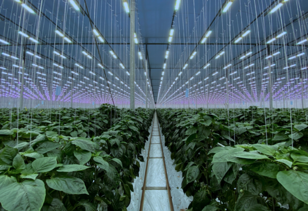Sollum Technologies greenhouse