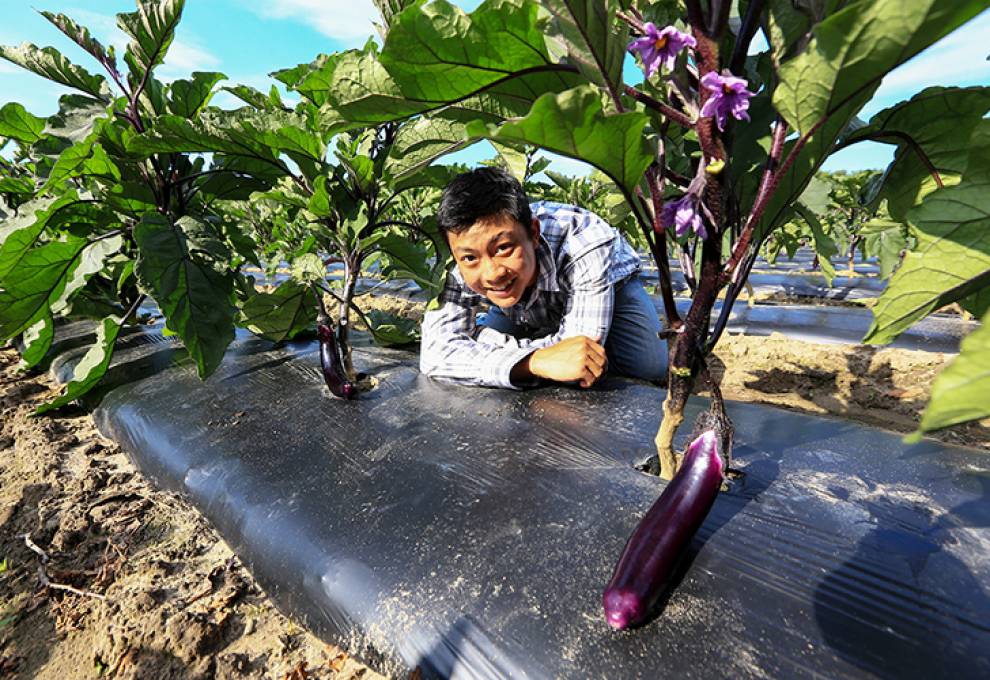 Don’t underestimate eggplant. With increasing immigration of Asians to Canada, this category is quietly growing with local production of Chinese long and Indian round varieties.