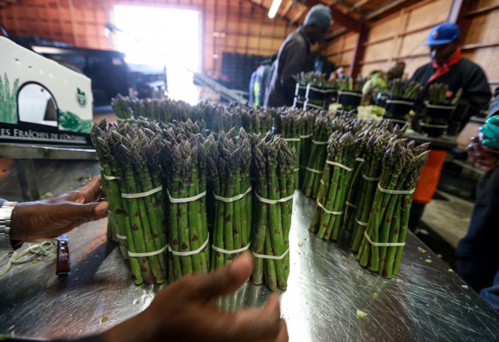 These asparagus bunches exhibit tight spears, a quality trait for Guelph Millennium. Photo by Glenn Lowson