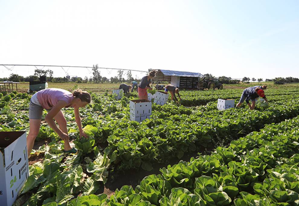 University students hand harvest Romaine lettuce.
