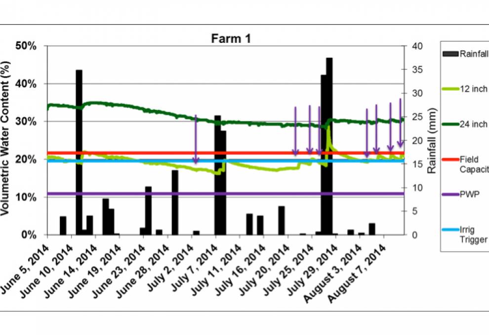 Soil moisture fluctuation with rainfall and irrigations (purple arrows). Probes at 12” and 24” below surface. PWP means the Permanent Wilting Point.