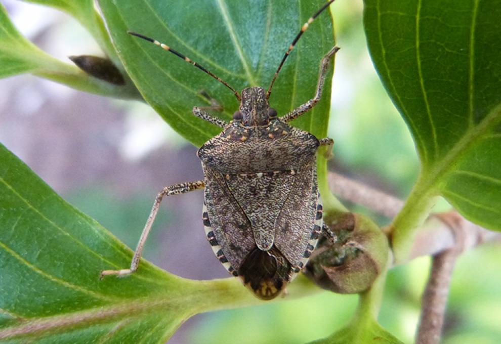 The Brown Marmorated Stink Bug (BMSB). 