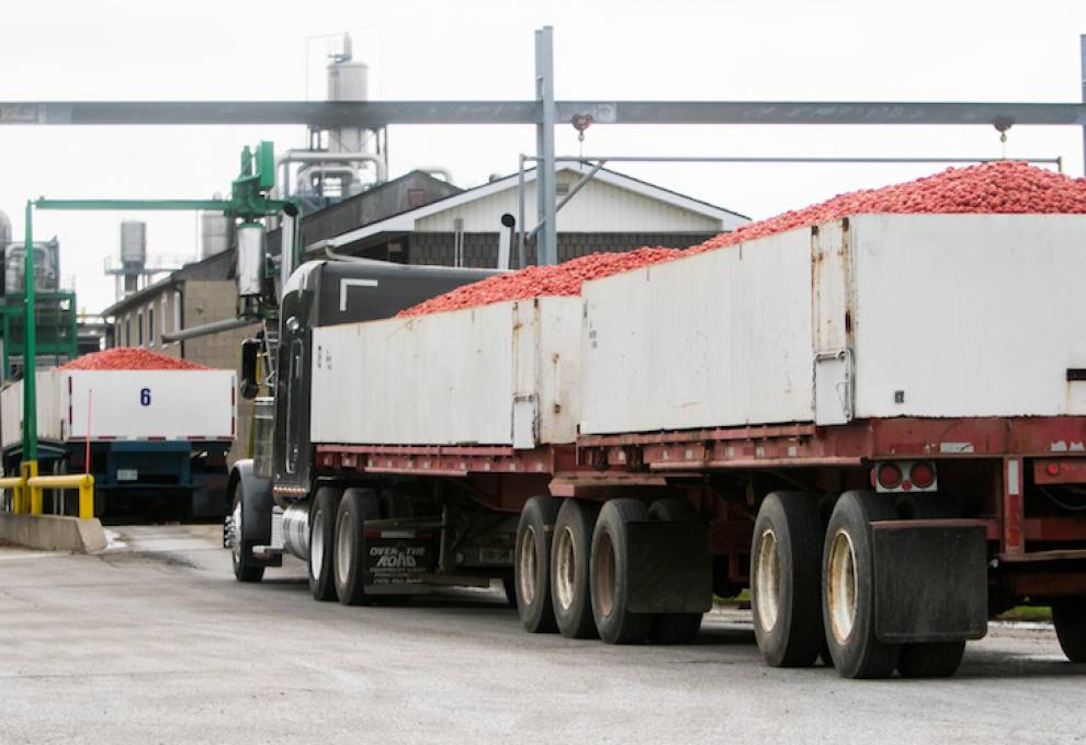 Trucks wait to be weighed at the Sun-Brite plant for processing tomatoes, Leamington, ON.  Photo by Glenn Lowson