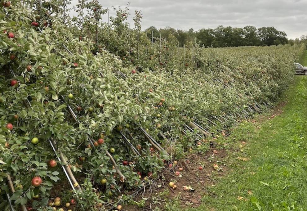 Nova Scotia apple growers experienced some trellis damage while Prince Edward Island growers experienced some building damage and lost sentinel trees.   