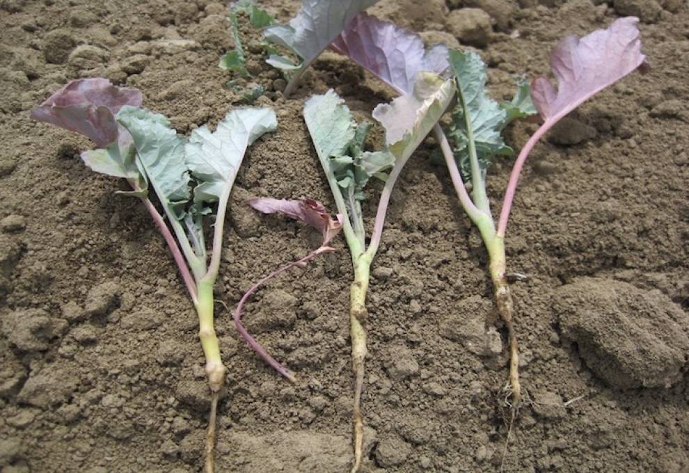 Cabbage maggot damage in rutabaga.