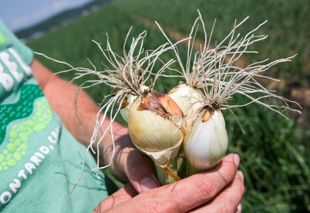 Pardner herbicide label expanded on some Allium crops 