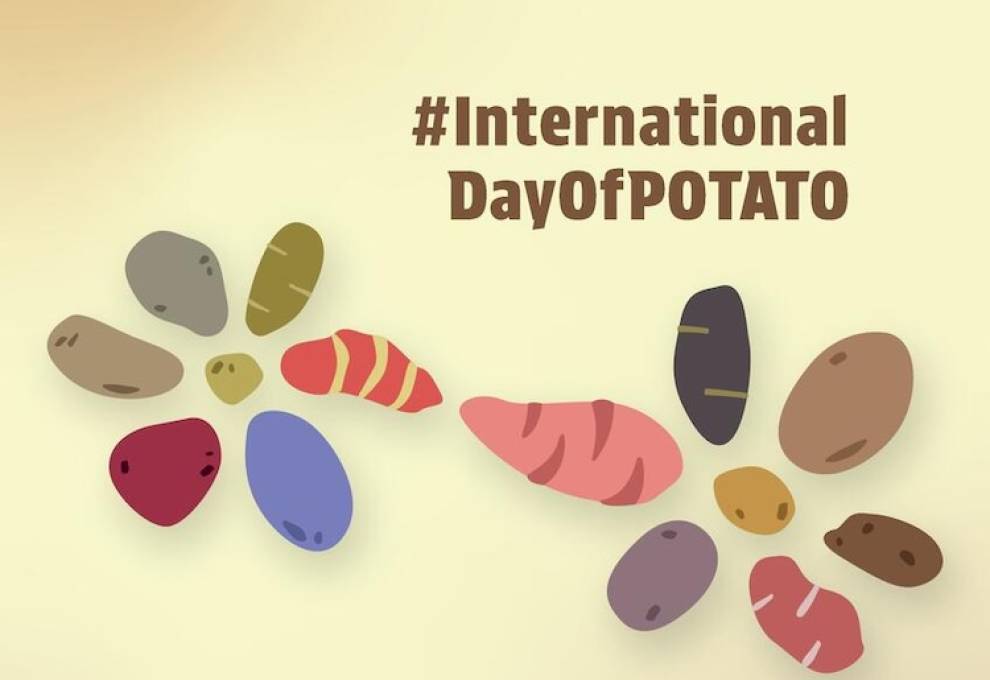 In 2024, the first International Day of Potato will be celebrated under the timely theme: Harvesting diversity, feeding hope.