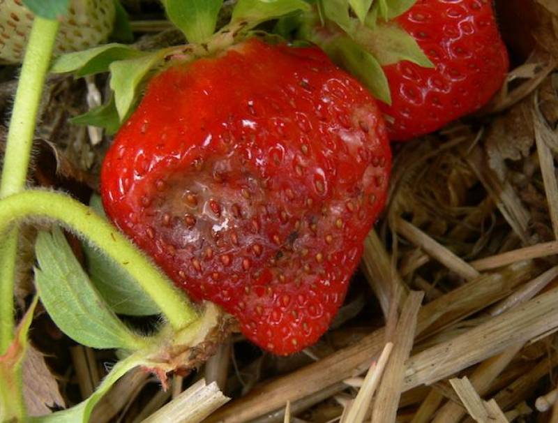 Strawberry Anthracnose