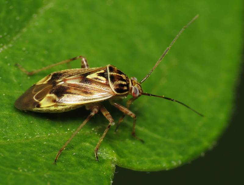 Beleaf tarnished-plant-bug