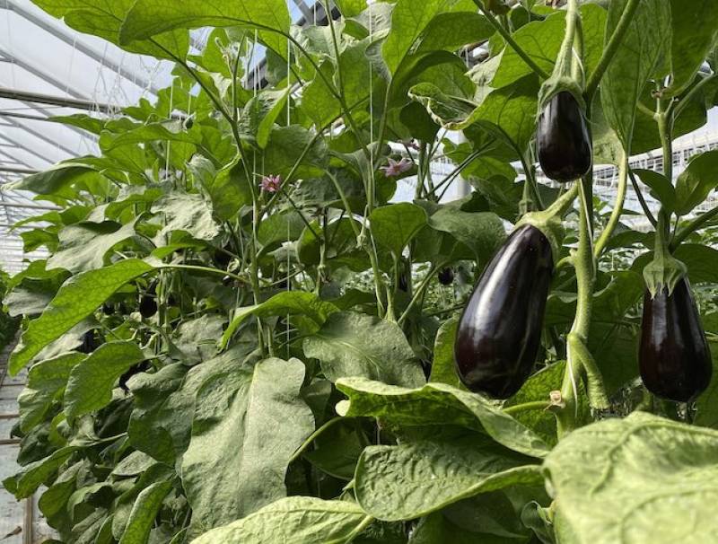 Bioceres Eggplant Doefs greenhouse