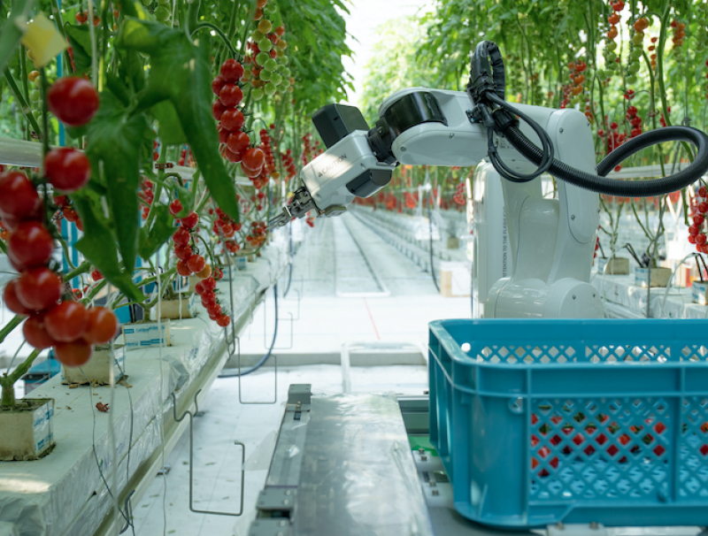 Robot picking fruit in greenhouse