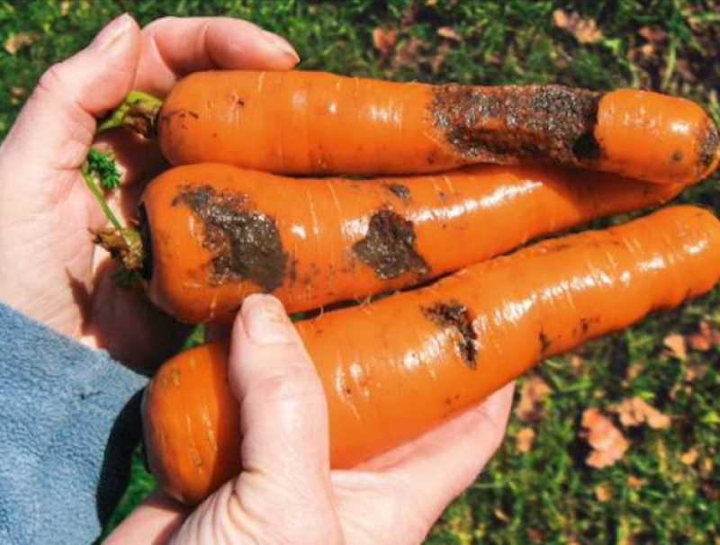 Carrot damage