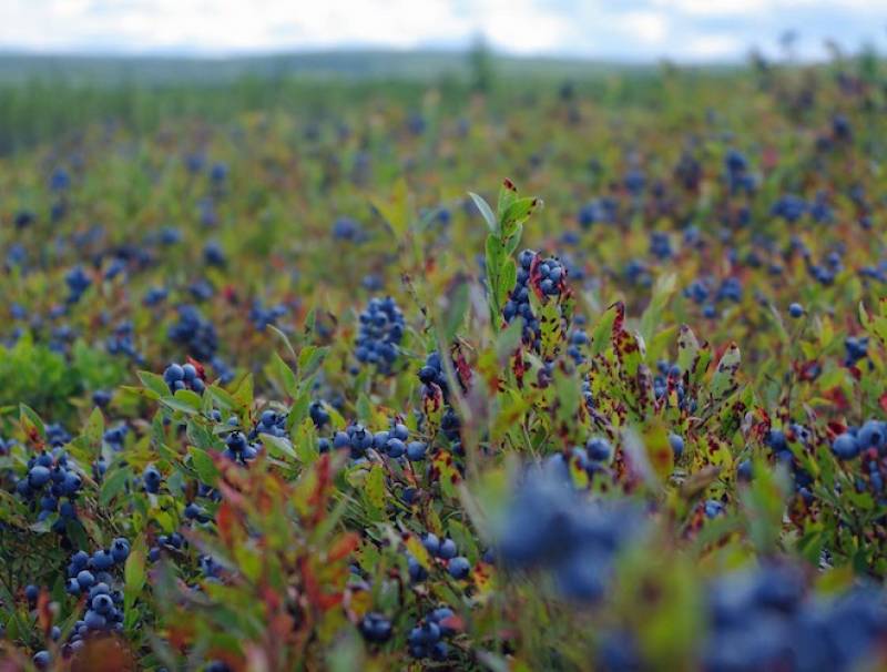 New Brunswick wild blueberries