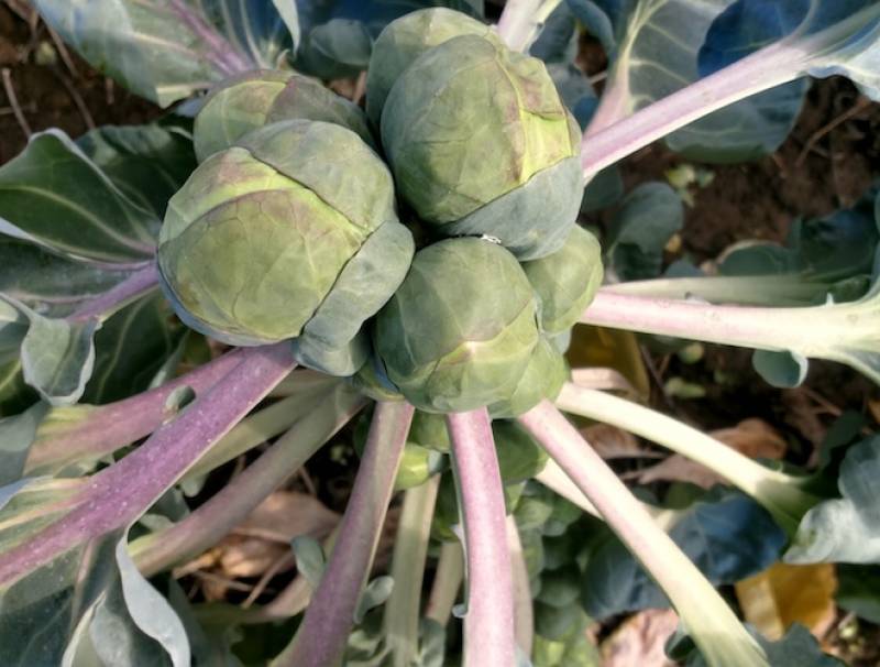 Reason fungicide Brussels sprouts