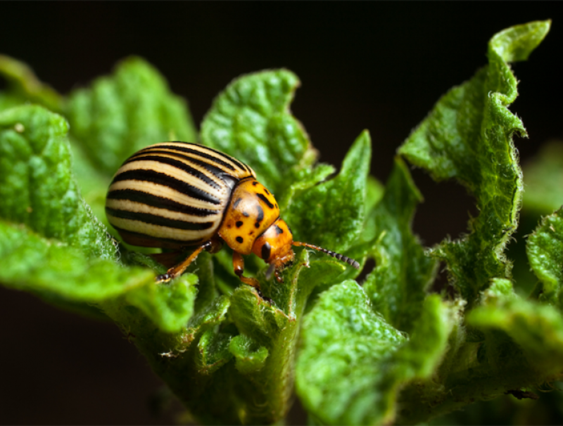 Vayego beetle