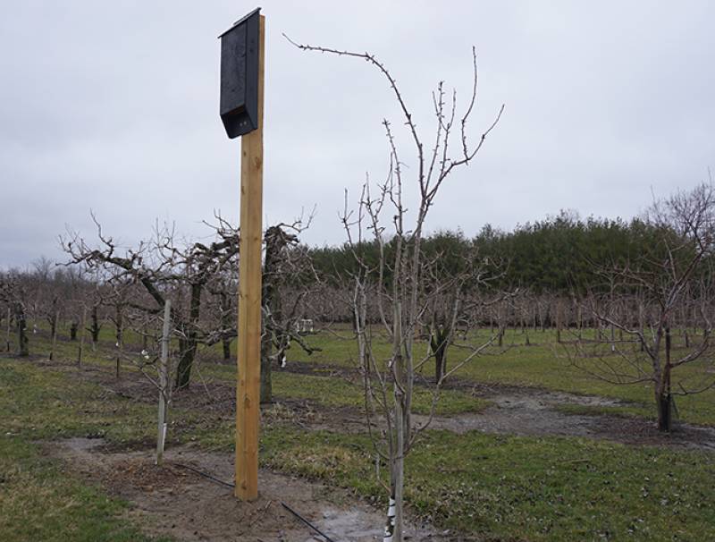 Endangered species keep orchard pests at bay