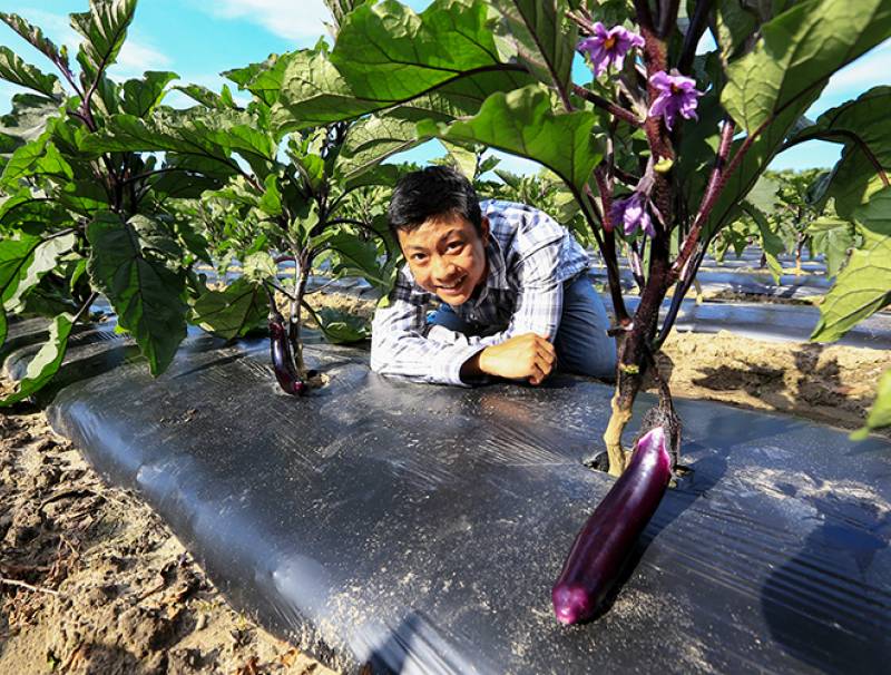 Don’t underestimate eggplant. With increasing immigration of Asians to Canada, this category is quietly growing with local production of Chinese long and Indian round varieties.