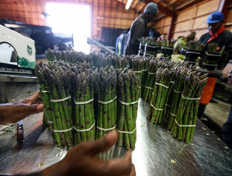 These asparagus bunches exhibit tight spears, a quality trait for Guelph Millennium. Photo by Glenn Lowson