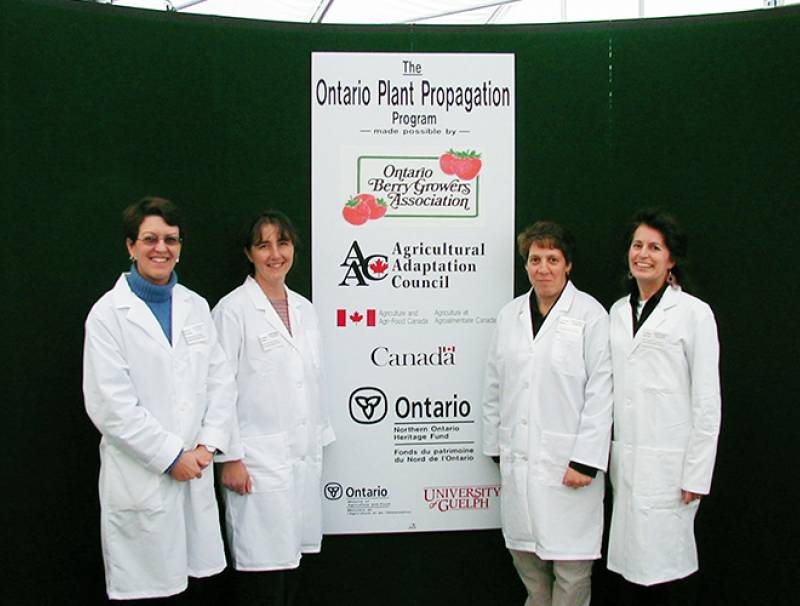The staff of the Superior Plant Upgrading and Distribution (SPUD) Unit is pictured at the official opening of the Ontario Berry Growers’ Association strawberry and raspberry plant program on November 8, 2004. L-R: Becky Hughes and technicians Wanda Cook, Sandra Seed and Candy Keith who are continuing the work in New Liskeard, Ontario.