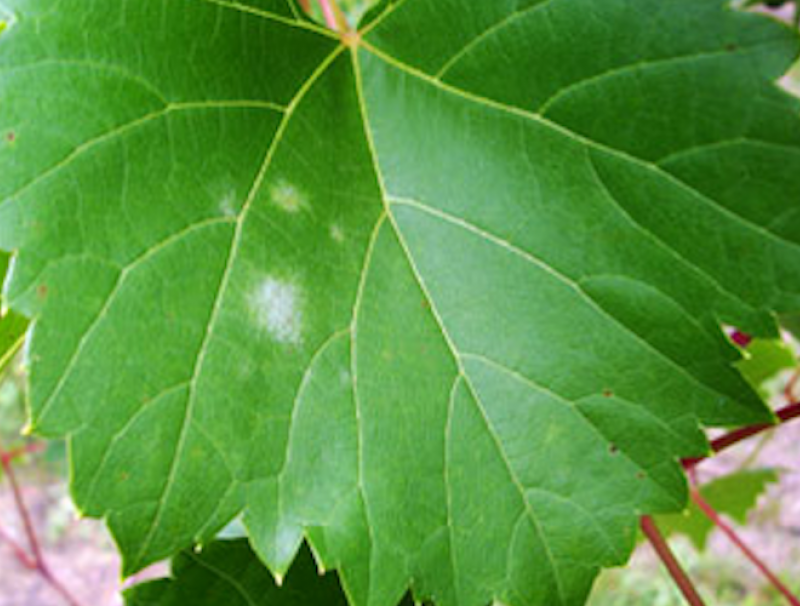 Diseased bush leaf