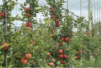 Upper Canada Growers Ltd. and UCG Land Inc. filed for bankruptcy on May 15, 2025.