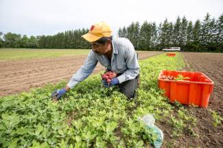 Harvesting radishes.  