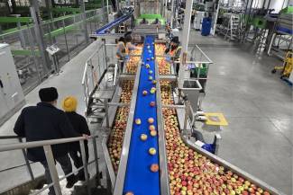 BC Tree Fruits packing operation in Oliver on November 10, 2025. Photo by Myrna Stark Leader.