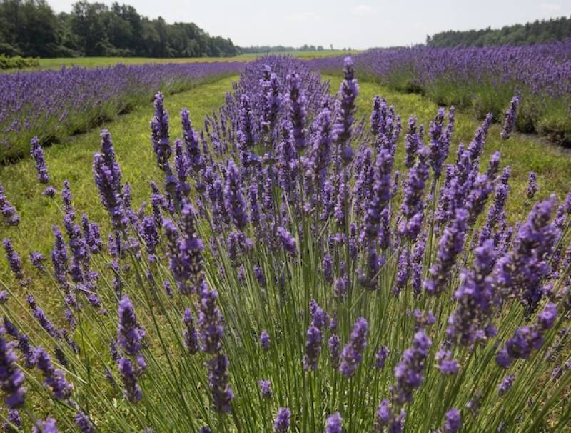 Bonnieheath Estate, Waterford, Ontario. Photo by Glenn Lowson. 