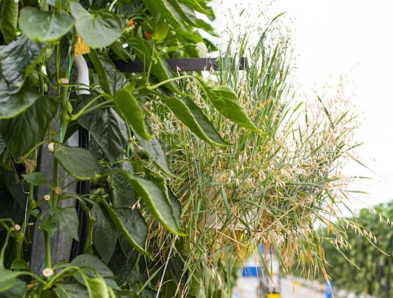 A banker plant that hosts beneficial insects is shown in this pepper greenhouse in Leamington, Ontario.