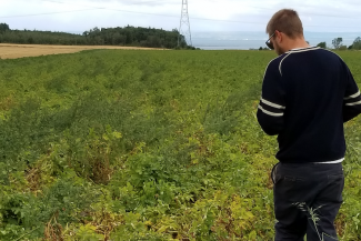 Luc Berube scouting potato field