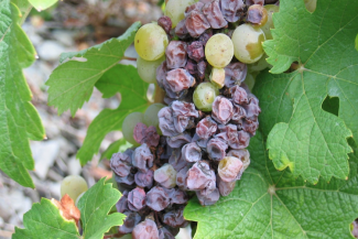 diseased grapes