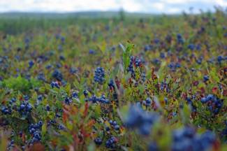 New Brunswick wild blueberries