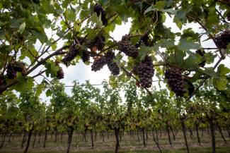Prism SG herbicide grapes