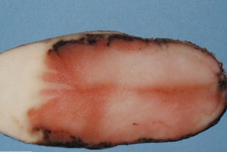 Revus pink rot