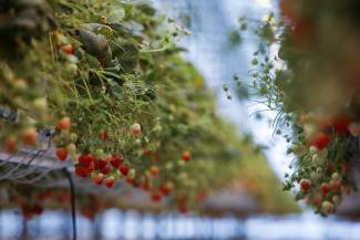 Trianum greenhouse strawberries
