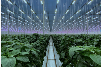 Sollum Technologies greenhouse