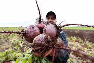 Shane Singh, second-generation farmer, grew Merlin beets for the first time this year.