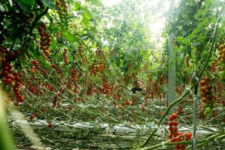 OFVC tomato jungle