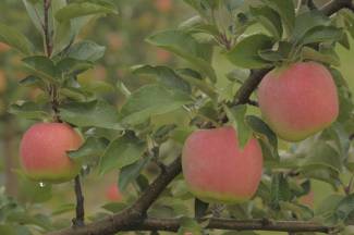 Ontario Apples