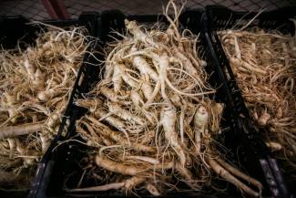 Ontario ginseng growers to diversify markets