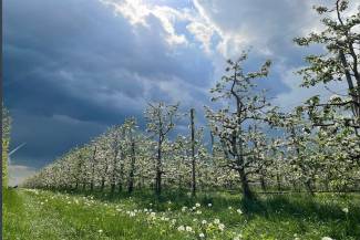 It’s estimated that a single acre of orchard fixes about 20 tons of CO2 from the atmosphere, releases 15 tons of oxygen and provides more than five billion BTUs of cooling power every year. Photo by Brian Rideout.