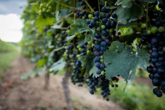Allegro wine grapes-200