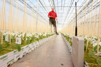 Jan VanderHout in the Beverly Greenhouses propagation area. Photo by Glenn Lowson.