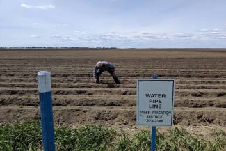 Mike Wind, Windiana Farms, is inspecting emergence of potatoes near Taber, Alberta