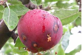 Signs and symptoms of a codling moth larvae infested apple. Note the brown material (frass) being pushed out from larval entry holes and the dark discolouration around each hole. 